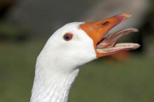 Чи мають птахи? Чи мають птахи?